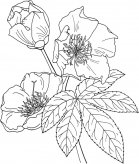 素描/手绘迎春花简笔画图片