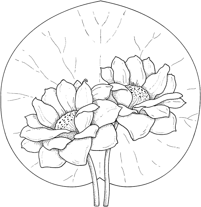 两朵漂亮的荷花简笔画图片