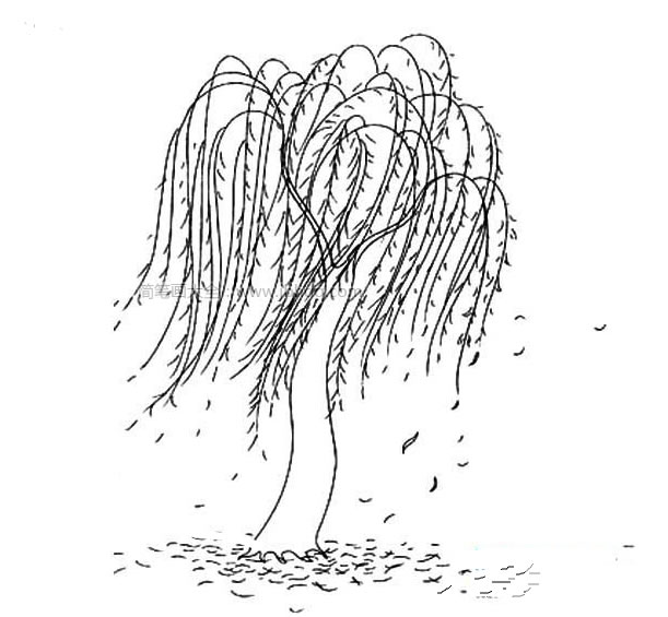 风吹柳树简笔画图片 垂柳简笔画图片