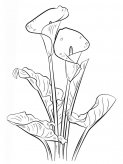 百合花素描简笔画的步骤图解