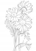 简单菊花怎么画简笔画