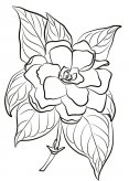 素描栀子花简笔画图片