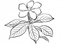简单的素描栀子花简笔画怎么画