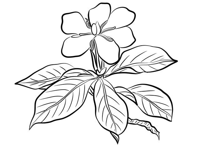 简单的素描栀子花简笔画怎么画