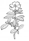 素描简笔画栀子花图片