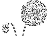 大丽花简笔画素描图片