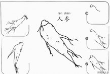 儿童画人参怎么画的简笔画