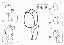 幼儿简笔画郁金香的画法