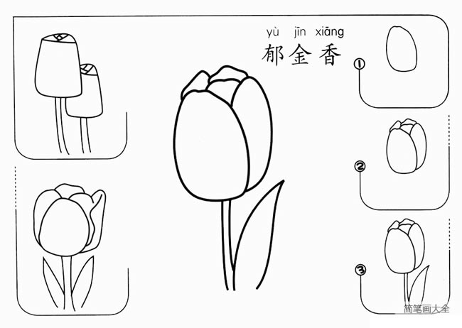 幼儿简笔画郁金香的画法步骤图教程