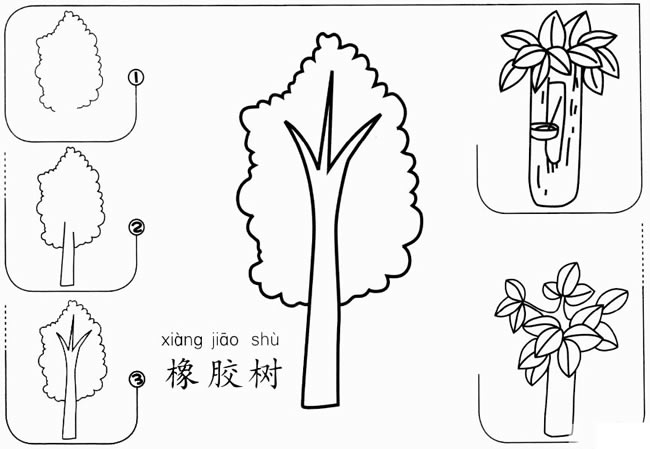 简笔画橡胶树怎么画 海南橡胶树图片简笔画