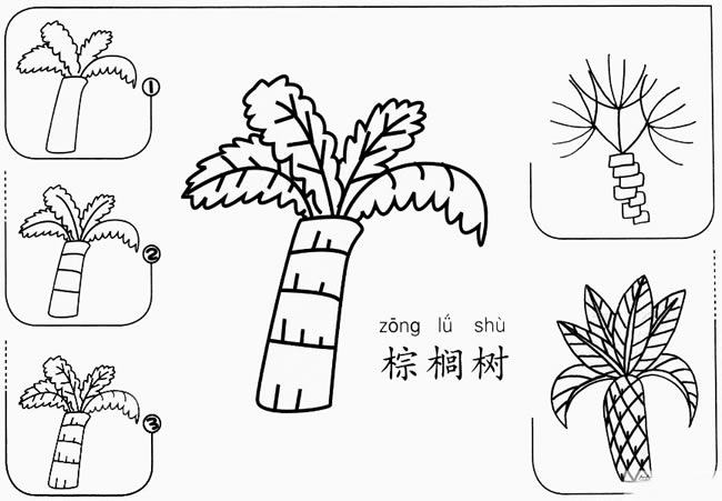 【棕榈树简笔画】巴西棕榈树简笔画怎么画