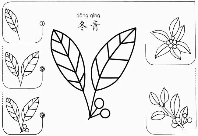 【冬青怎么画】简笔画冬青草怎么画