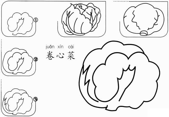 【卷心菜怎么画】儿童卷心菜怎么画简笔画步骤图教程