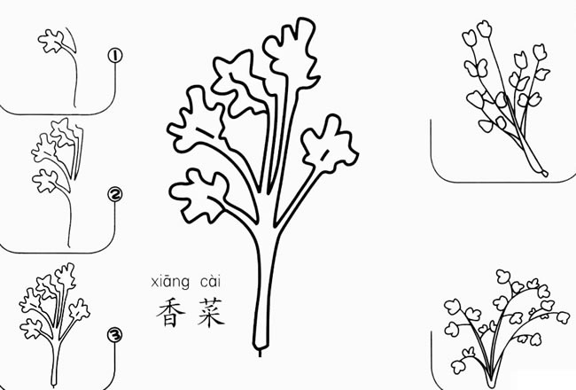 香菜怎么画简笔画图片