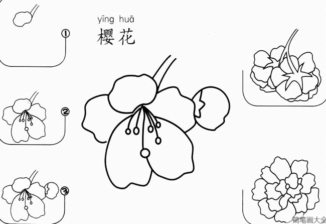 简单的樱花怎么画好看