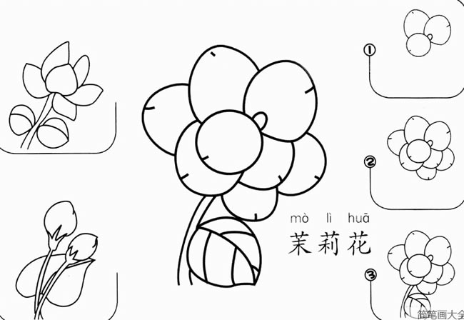 茉莉花怎么画简笔画步骤图解
