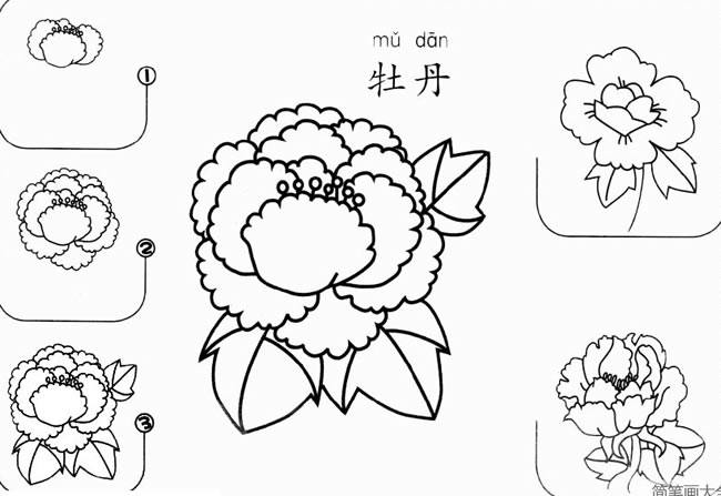 牡丹怎么画简笔画 牡丹花的画法步骤图