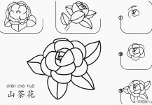 山茶花怎么画简笔画