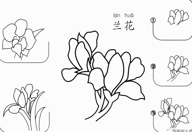兰花怎么画简笔画 铅笔画兰花的画法步骤图