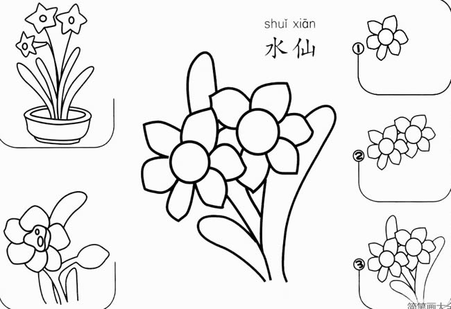 水仙怎么画简笔画 水仙花一步一步的画法步骤图