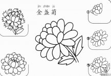 金盏菊怎么画简笔画