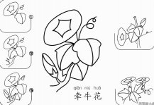 简单的牵牛花怎么画简笔画