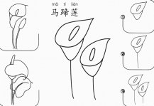 马蹄莲怎么画简笔画图片