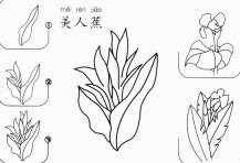 美人蕉怎么画简笔画图片