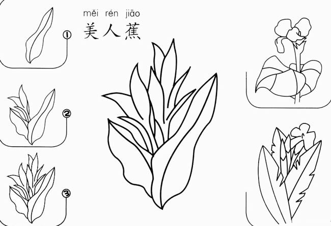 美人蕉怎么画简笔画图片