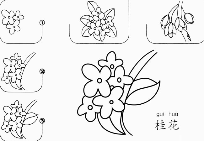 桂花怎么画简笔画图片