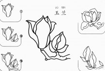 玉兰花怎么画简笔画图片