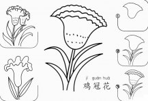 鸡冠花怎么画简笔画图片大全