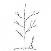 春天植树简笔画图片