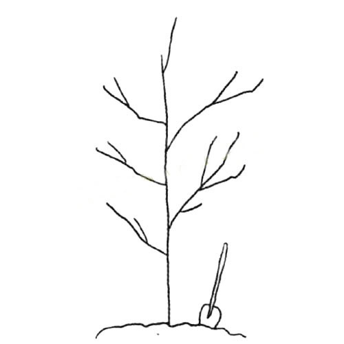春天植树简笔画图片