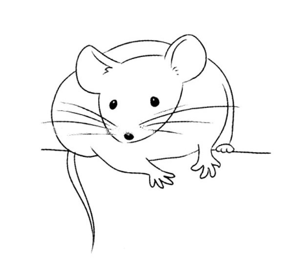 小白鼠
