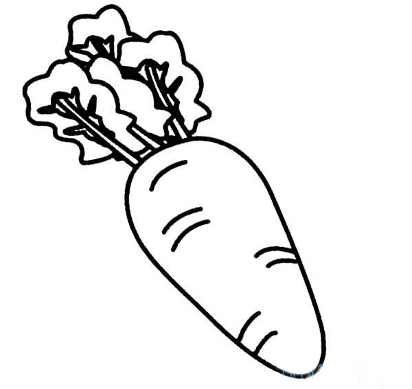 带叶子的胡萝卜简笔画