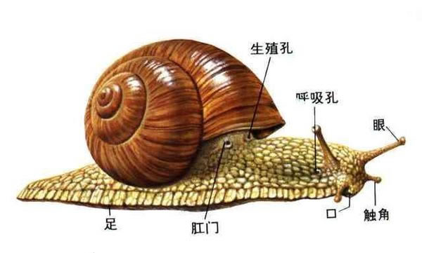 蜗牛的特征