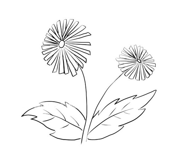 手绘简单的雏菊简笔画