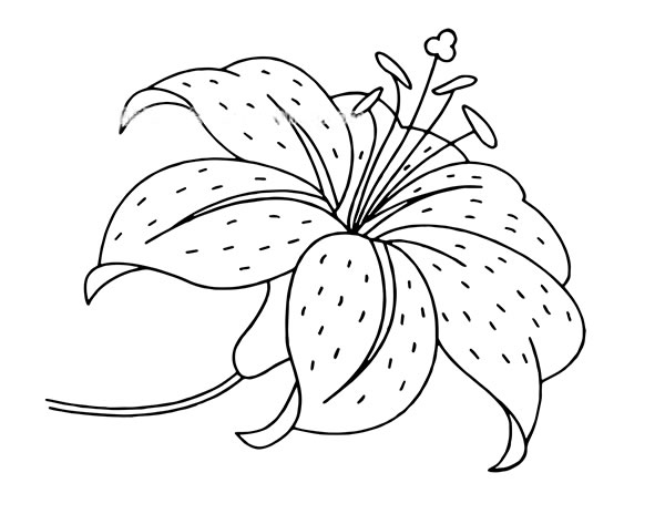漂亮的百合花花朵简笔画图片