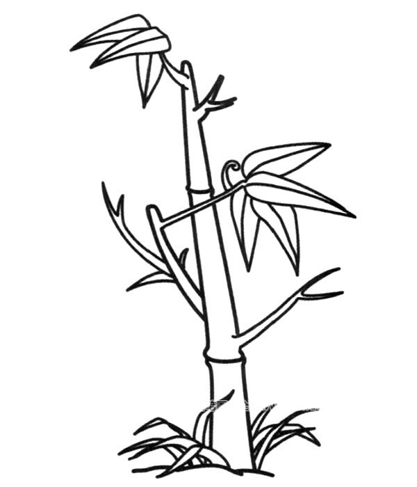 竹子简笔画图片