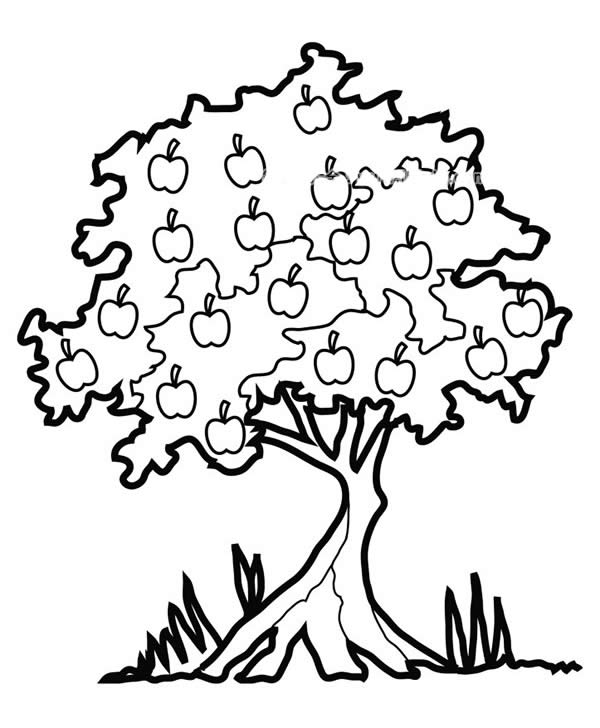 结满苹果的大树简笔画