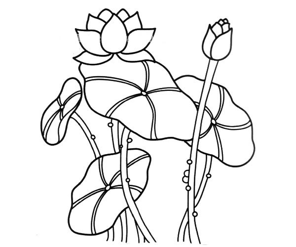 池塘里的荷花简笔画图片_荷花简笔画