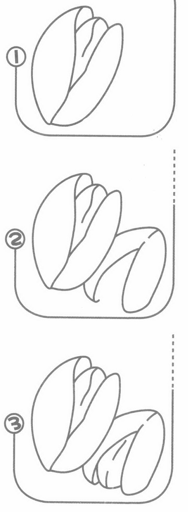 坚果简笔画