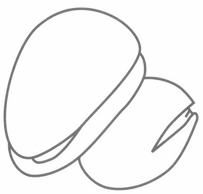 松子简笔画