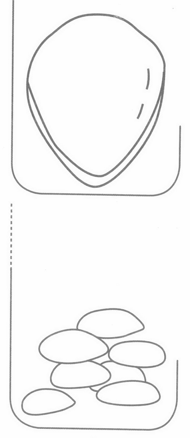 松子简笔画