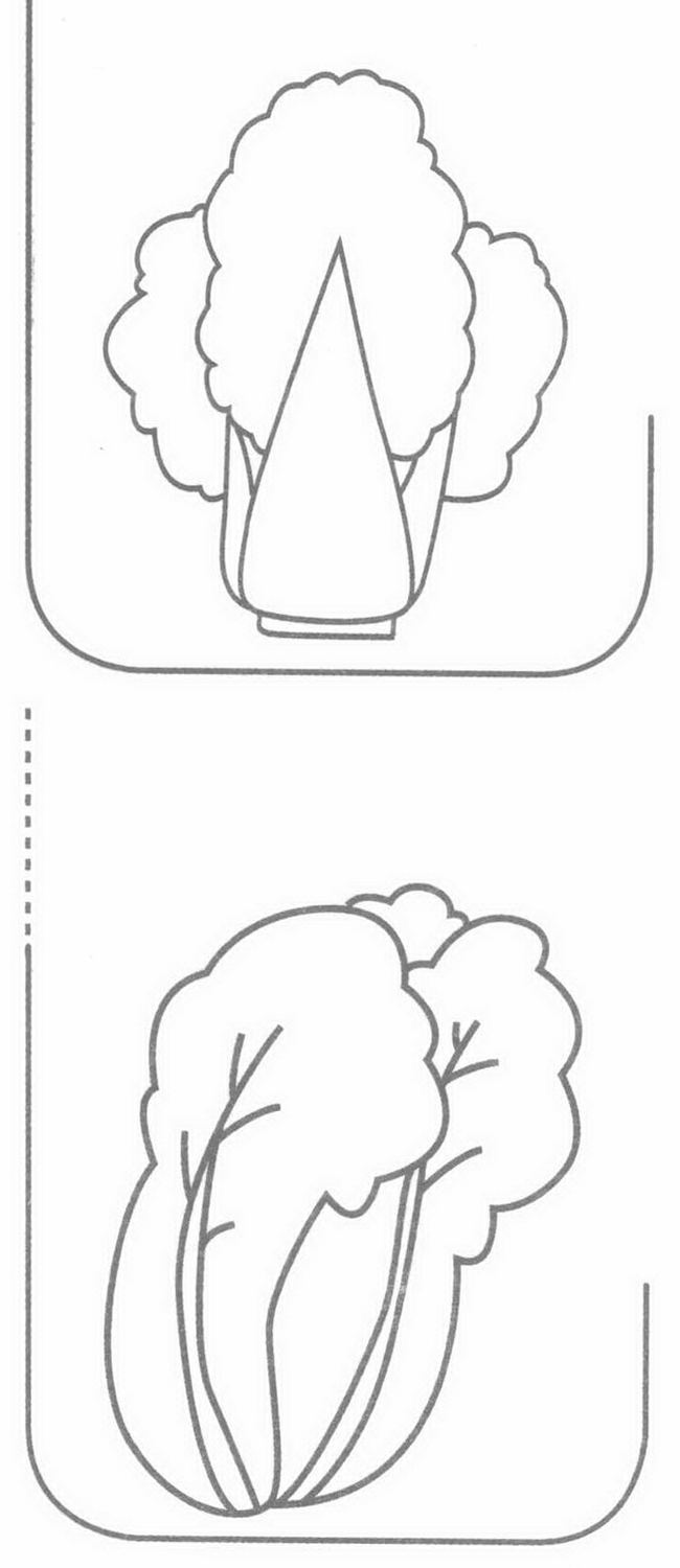 大白菜简笔画