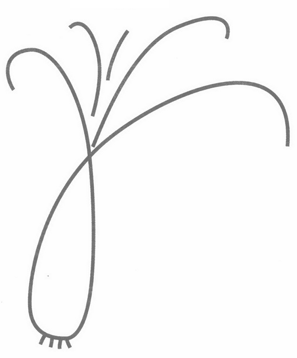 葱的简笔画