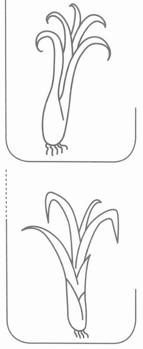 葱的简笔画
