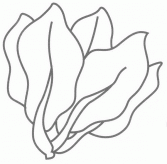 菠菜简笔画分解步骤图解教程