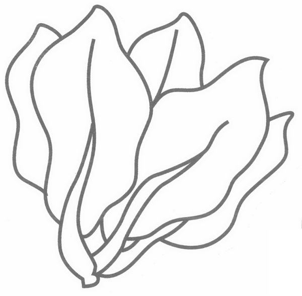 菠菜简笔画